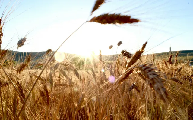 Campo di grano sotto il sole