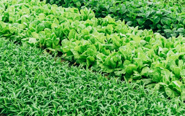 campo coltivato a insalata